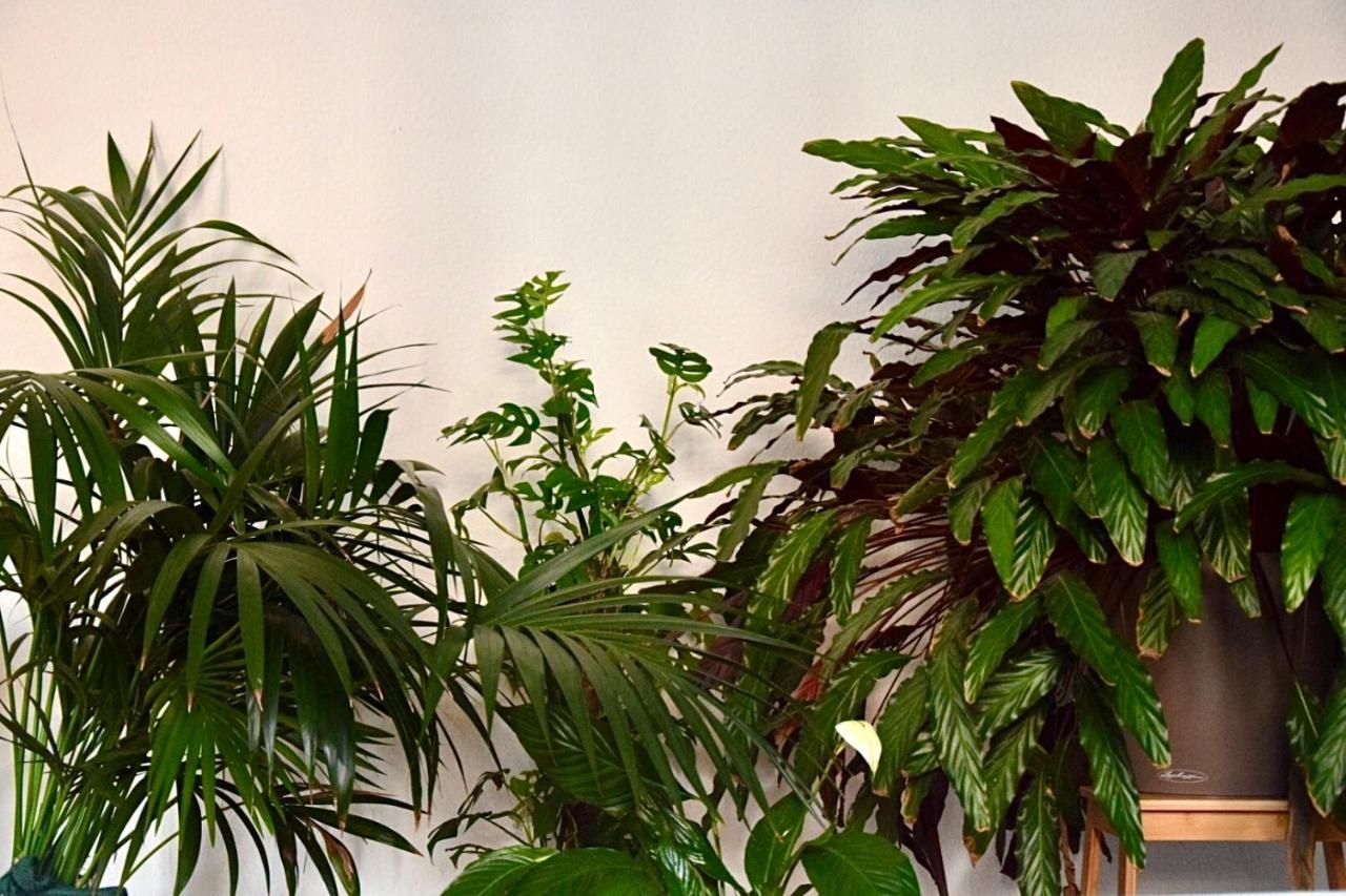 Greenbnbs: Cozy Urban Jungle In The City Centre Essen Ngoại thất bức ảnh